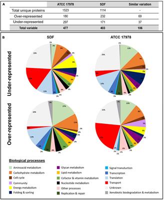 MacAB-TolC Contributes to the Development of Acinetobacter baumannii Biofilm at the Solid–Liquid Interface